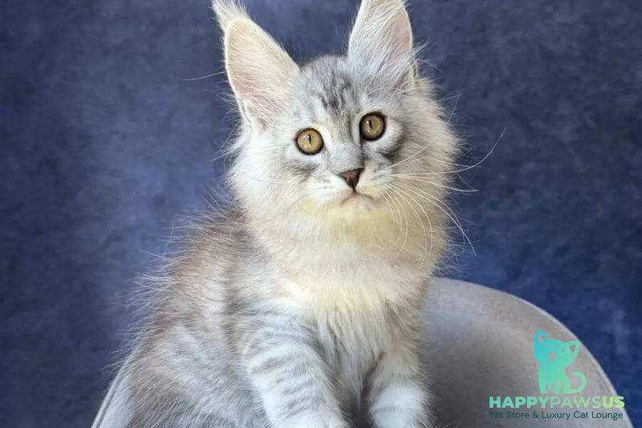 Vadash Maine Coon male black silver spotted tabby - live animals