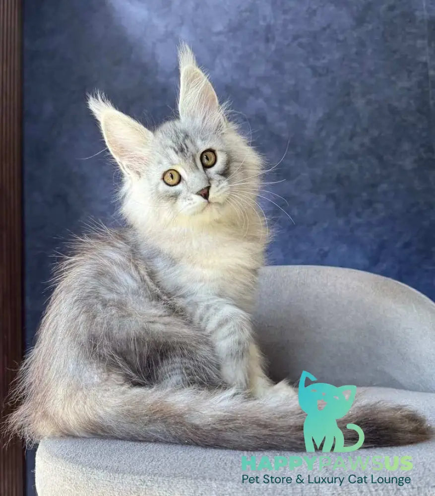 Vadash Maine Coon male black silver spotted tabby - live animals