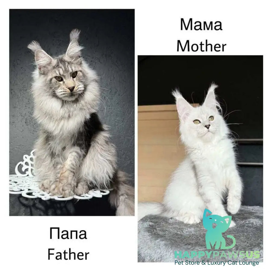 Vadash Maine Coon male black silver spotted tabby - live animals