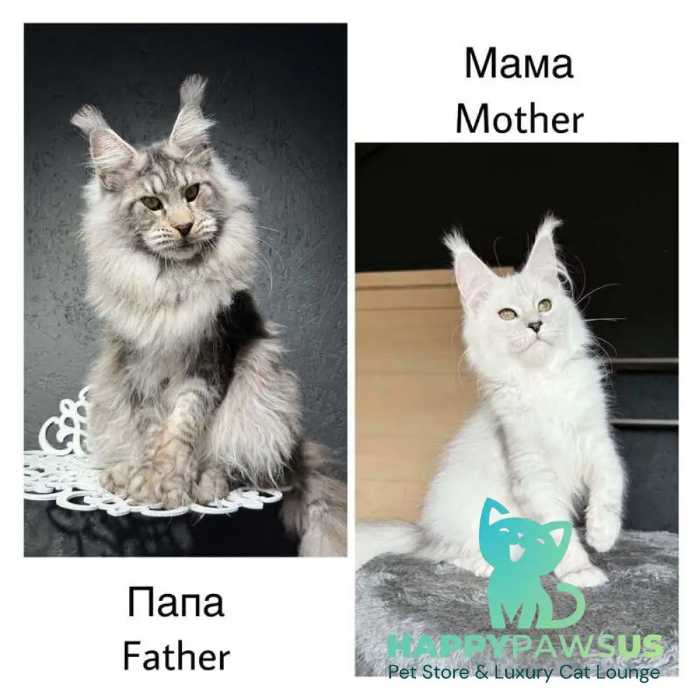 Vadash Maine Coon male black silver spotted tabby - live animals