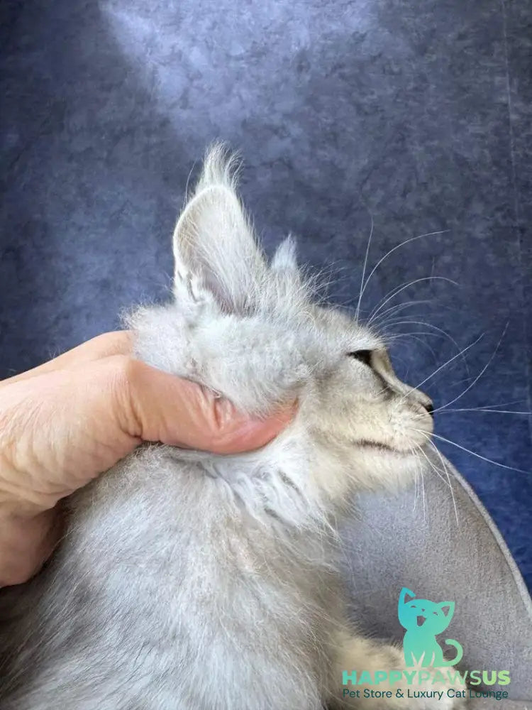 Vadash Maine Coon male black silver spotted tabby - live animals