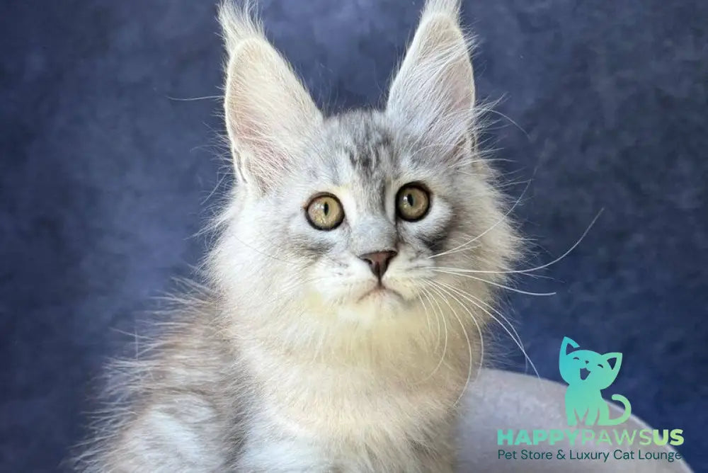 Vadash Maine Coon male black silver spotted tabby - live animals