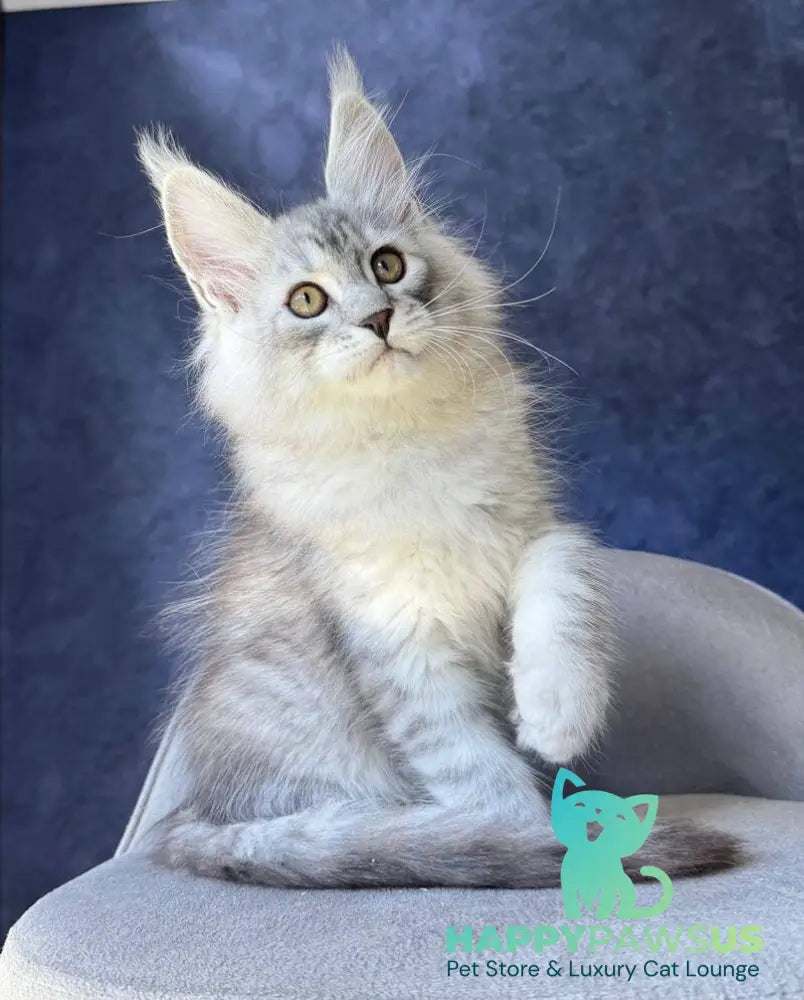 Vadash Maine Coon male black silver spotted tabby - live animals