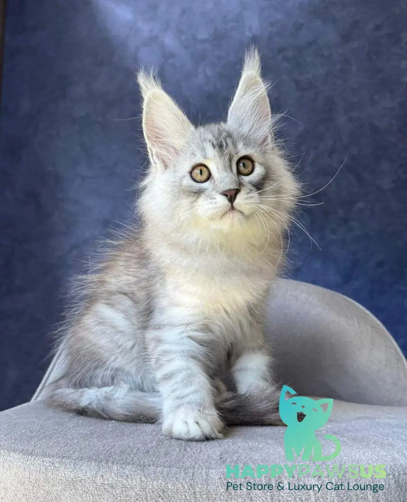 Vadash Maine Coon male black silver spotted tabby - live animals