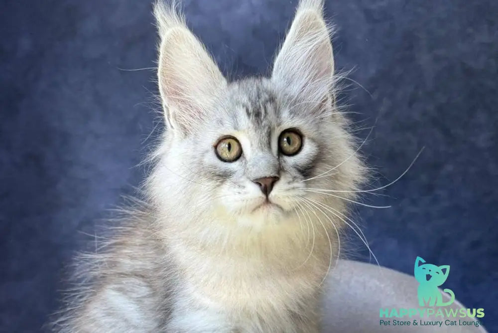Vadash Maine Coon male black silver spotted tabby - live animals