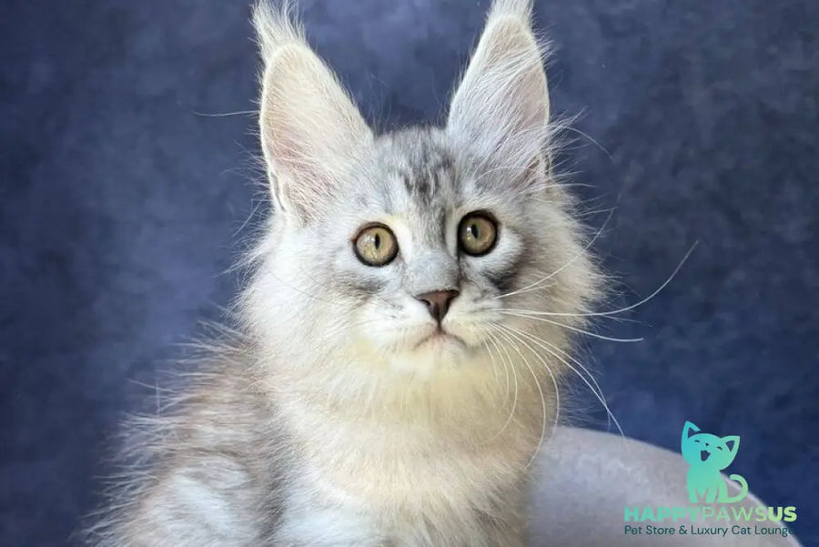 Vadash Maine Coon male black silver spotted tabby - live animals