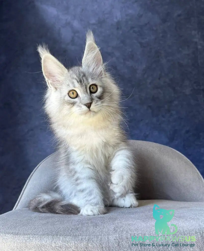 Vadash Maine Coon male black silver spotted tabby - live animals