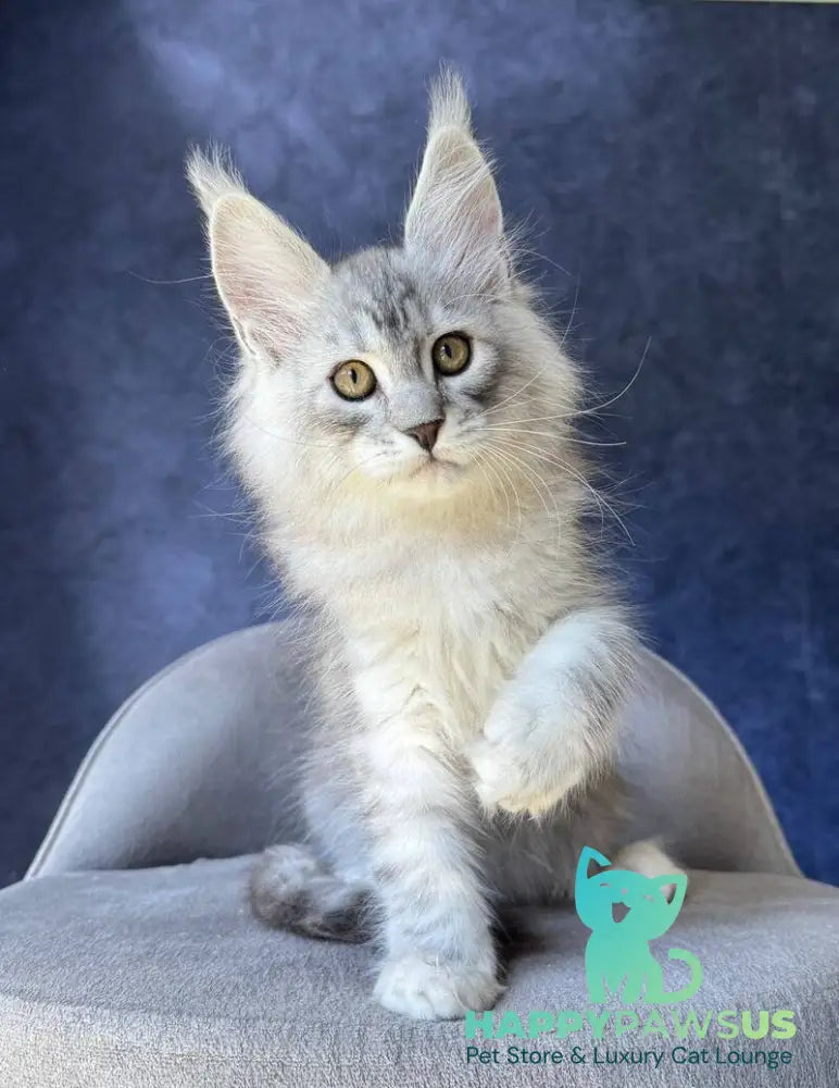 Vadash Maine Coon male black silver spotted tabby - live animals
