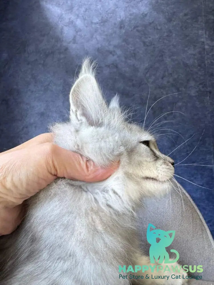 Vadash Maine Coon male black silver spotted tabby - live animals
