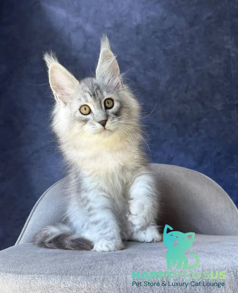 Vadash Maine Coon male black silver spotted tabby - live animals