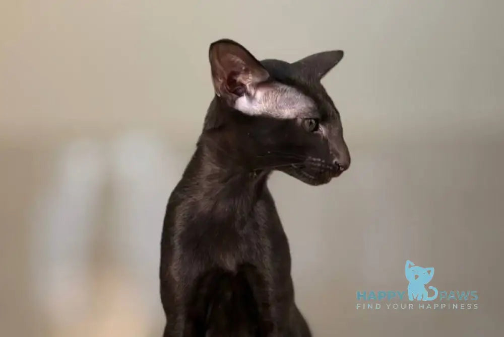 Vaientin Oriental Shorthair male black live animals