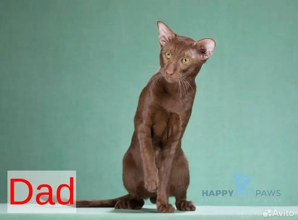 Vaientin Oriental Shorthair male black live animals