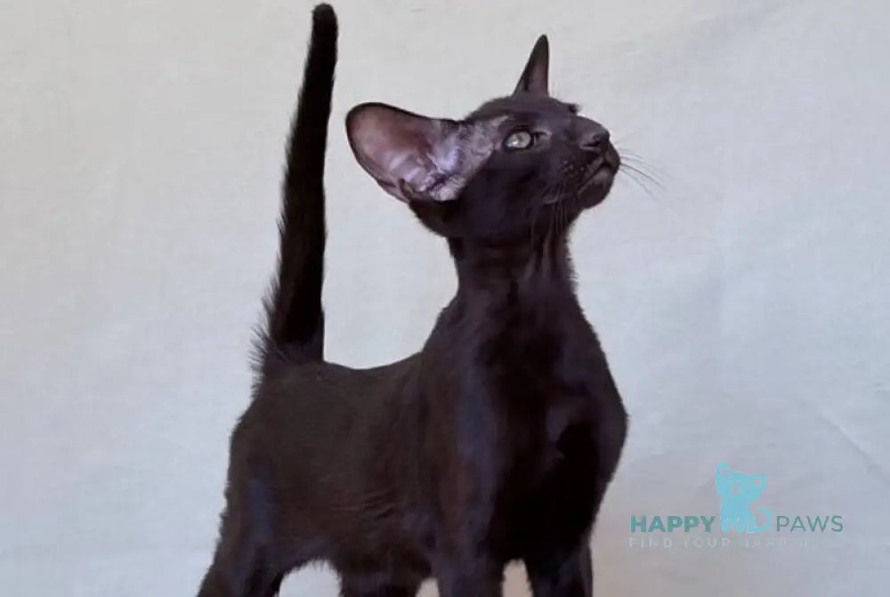 Vaientin Oriental Shorthair male black live animals
