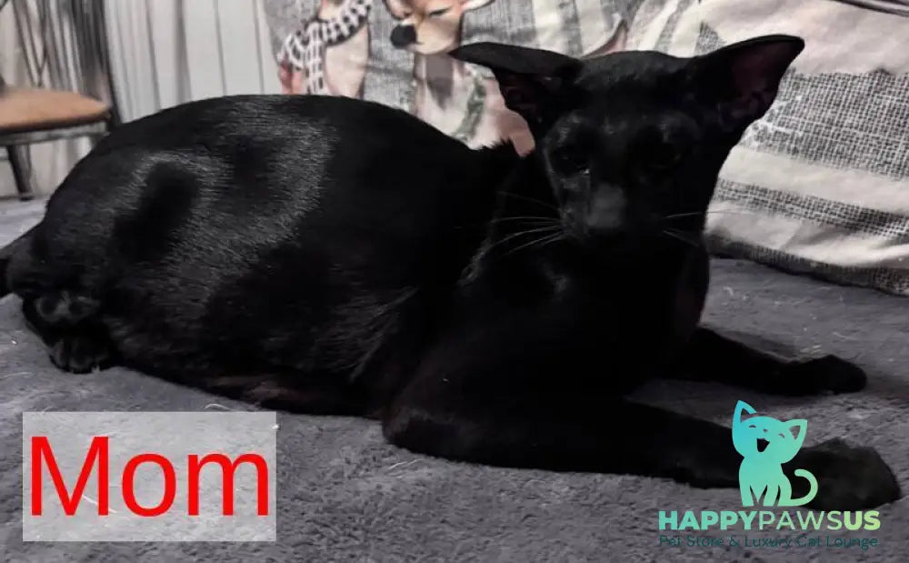 Vaientin Oriental Shorthair male black live animals
