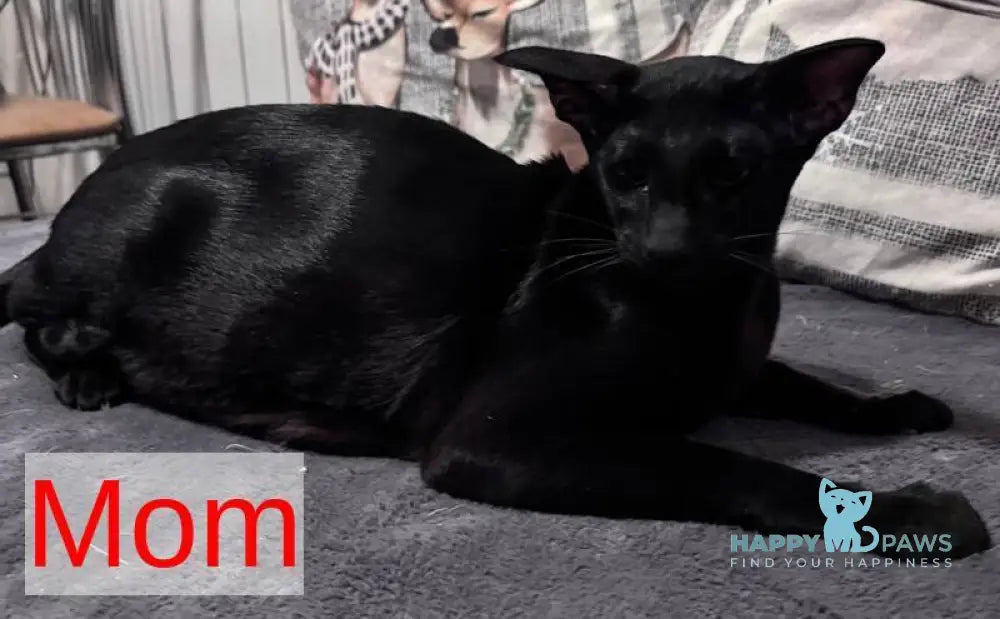Vaientin Oriental Shorthair male black live animals