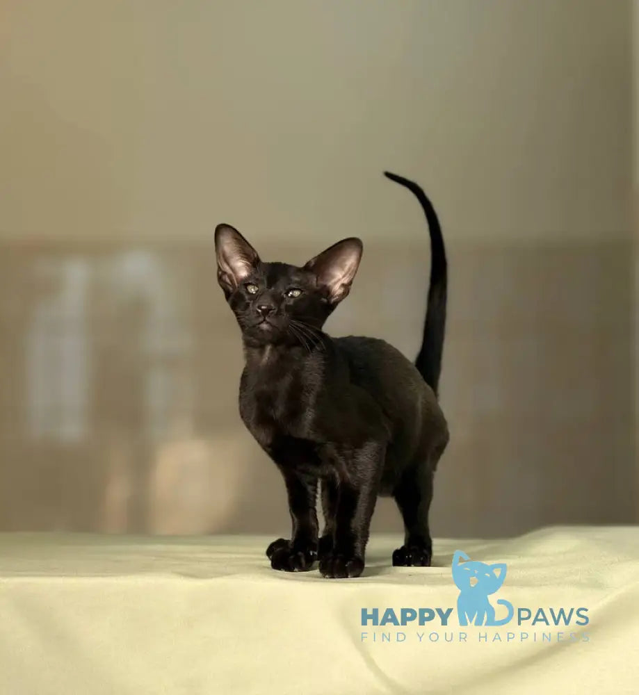 Vaientin Oriental Shorthair male black live animals