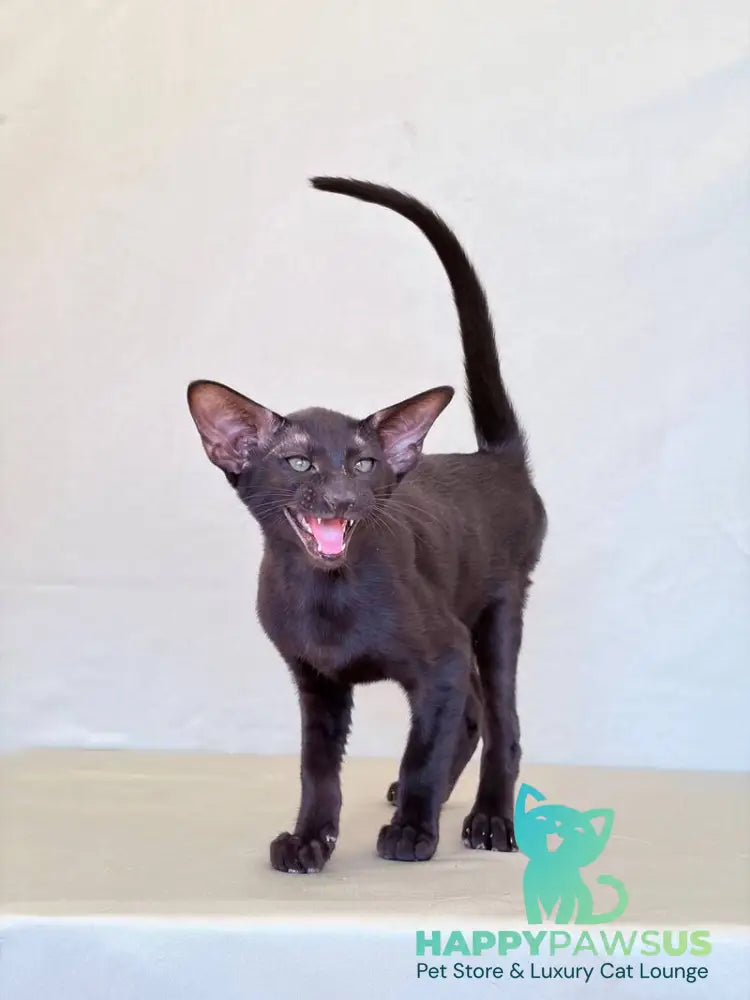 Vaientin Oriental Shorthair male black live animals