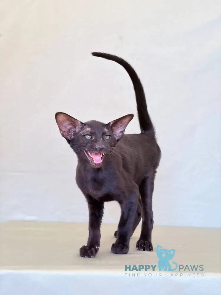 Vaientin Oriental Shorthair male black live animals