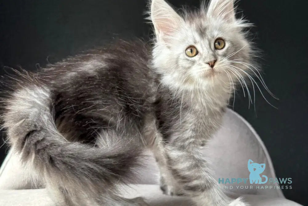 Vaksa Maine Coon male black silver spotted tabby live animals
