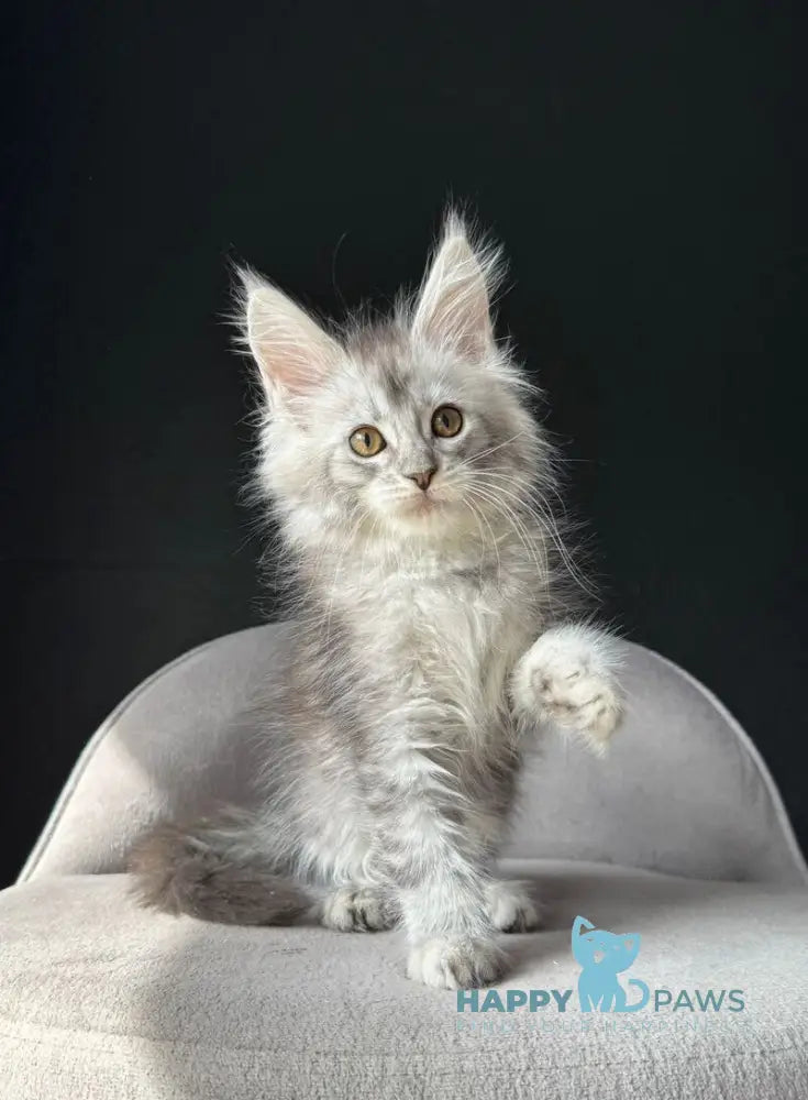 Vaksa Maine Coon male black silver spotted tabby live animals