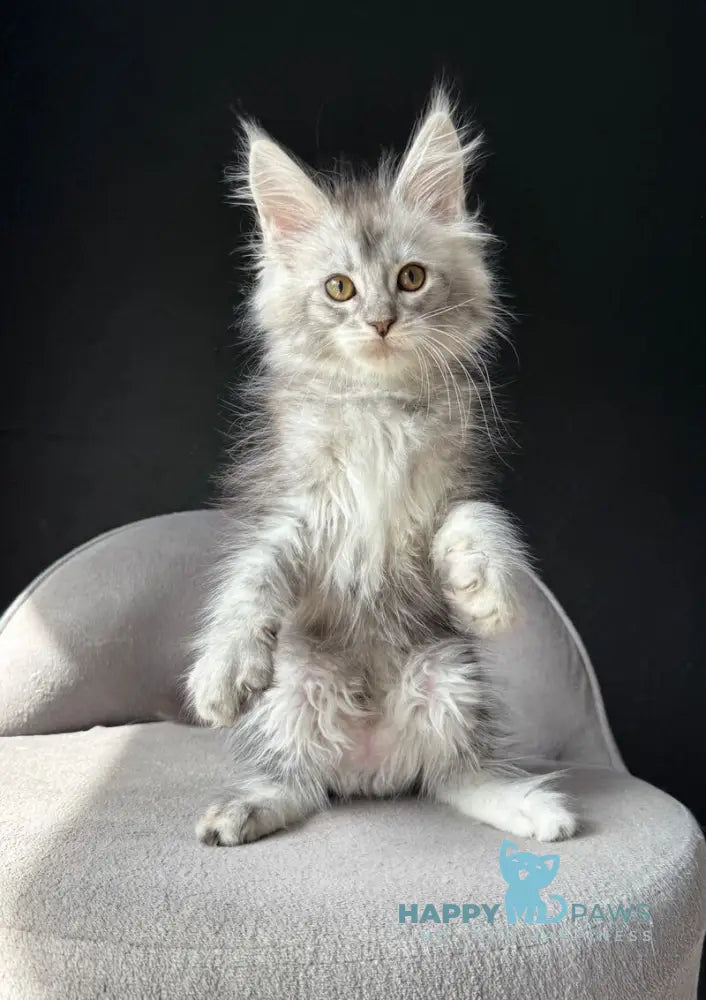 Vaksa Maine Coon male black silver spotted tabby live animals