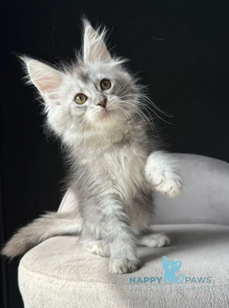 Vaksa Maine Coon male black silver spotted tabby live animals