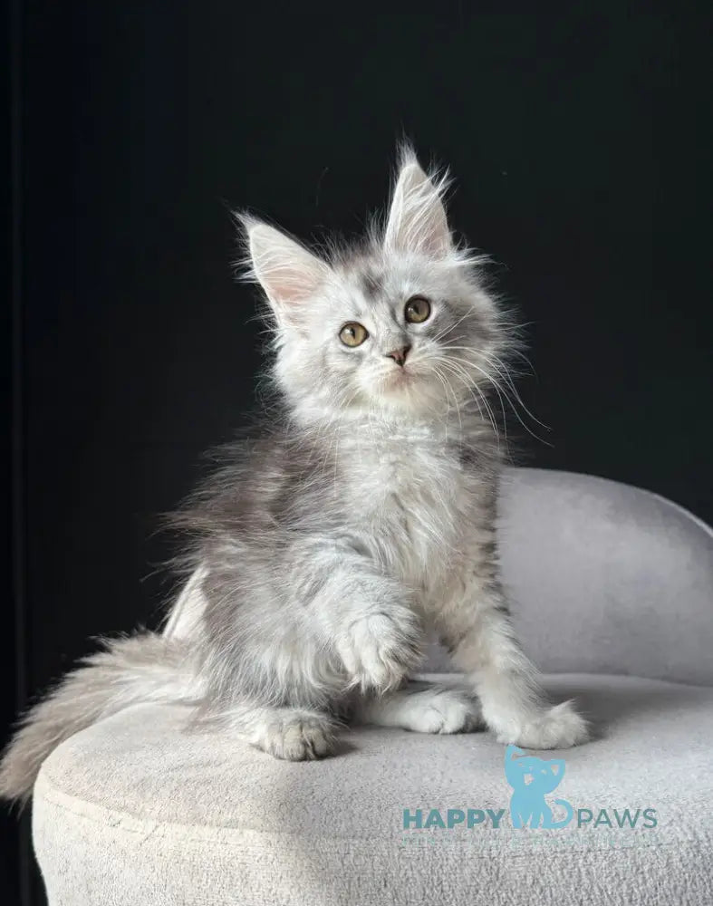 Vaksa Maine Coon male black silver spotted tabby live animals