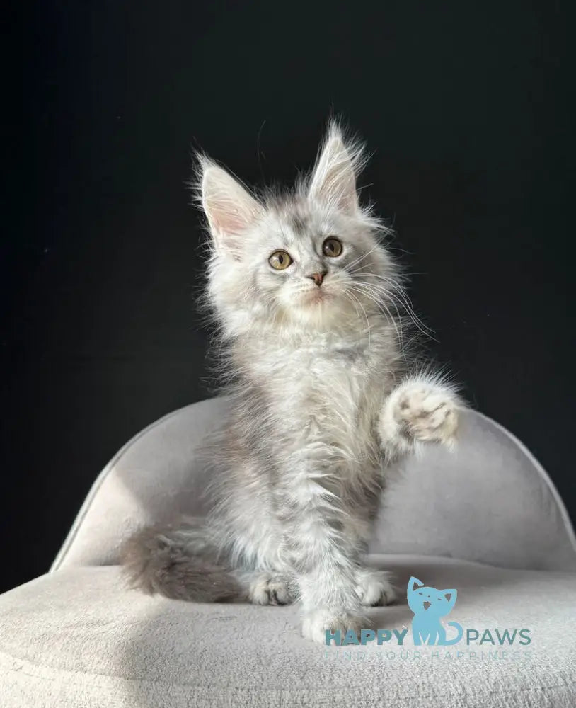Vaksa Maine Coon male black silver spotted tabby live animals