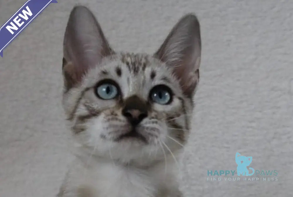 Vakula Bengal female black spotted tabby pointed live animals