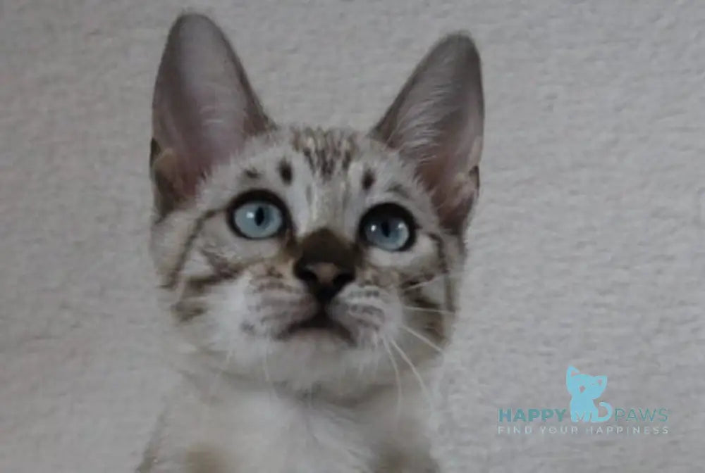 Vakula Bengal female black spotted tabby pointed live animals