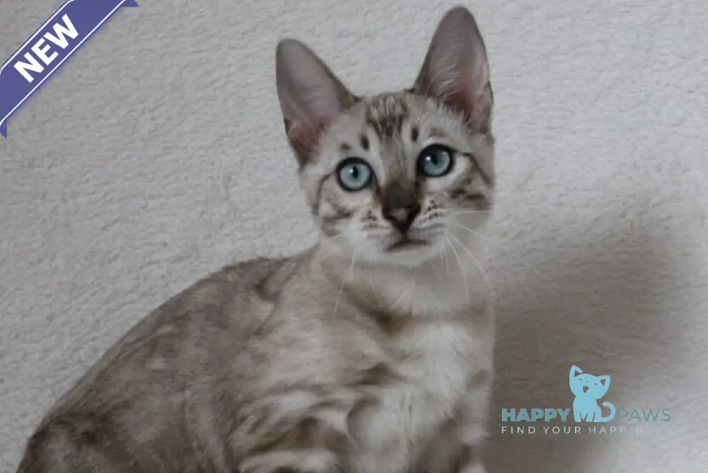 Vakula Bengal female black spotted tabby pointed live animals