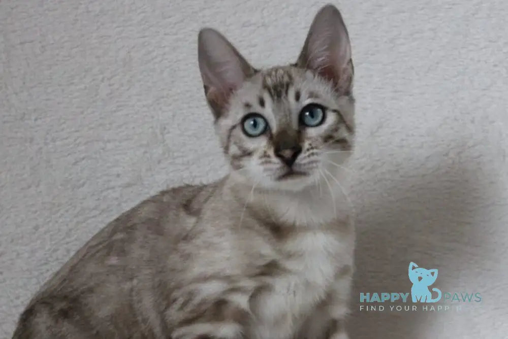 Vakula Bengal female black spotted tabby pointed live animals