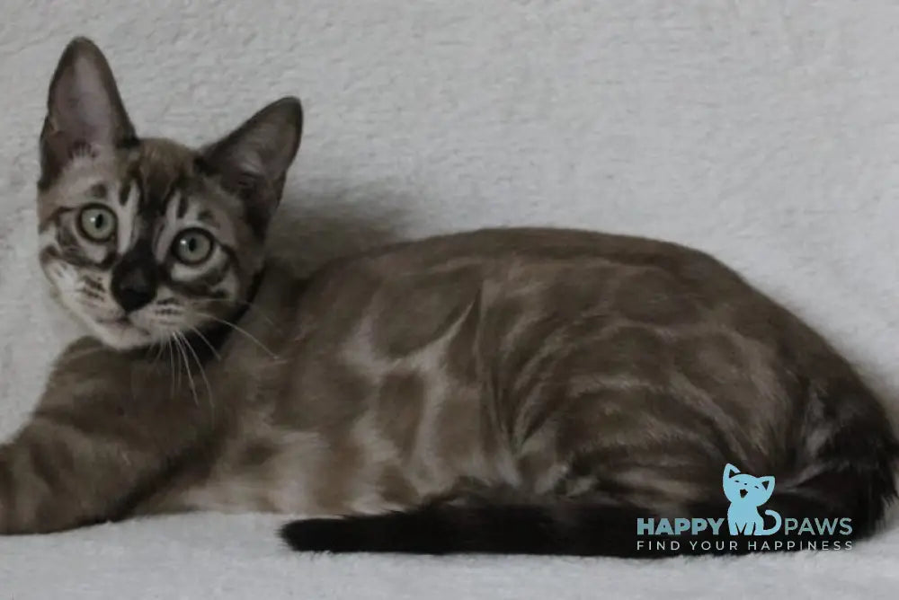 Vakula Bengal male black amber spotted tabby pointed live animals