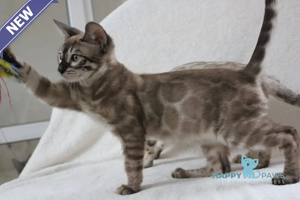 Vakula Bengal male black amber spotted tabby pointed live animals