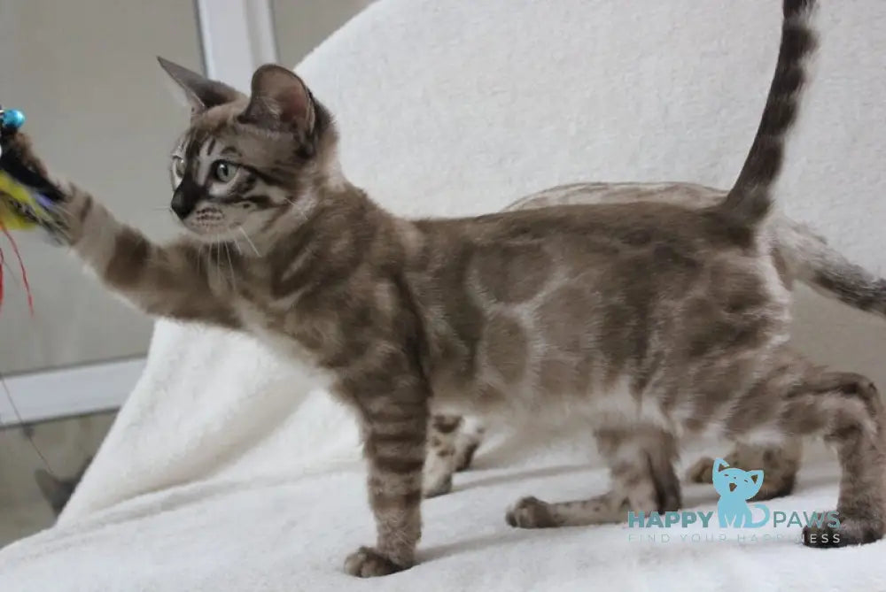 Vakula Bengal male black amber spotted tabby pointed live animals