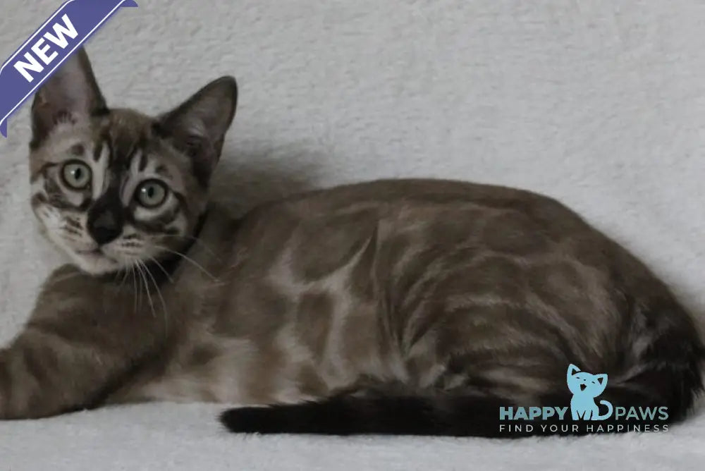 Vakula Bengal male black amber spotted tabby pointed live animals