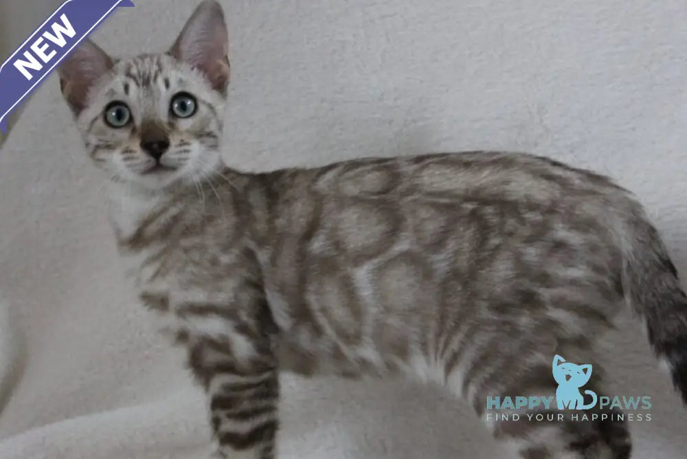 Vakula Bengal male black spotted tabby pointed live animals