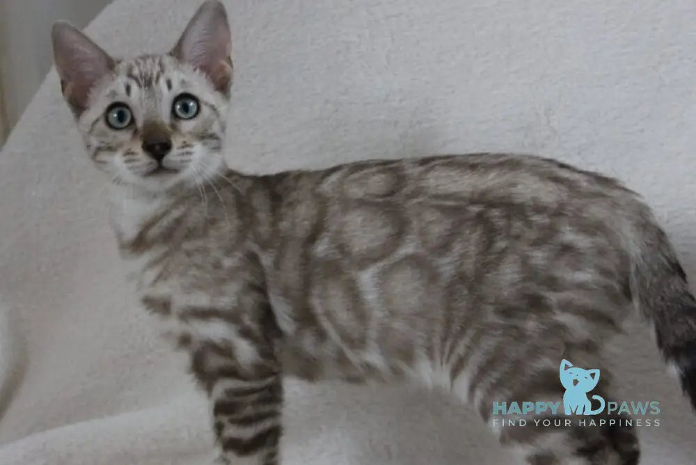 Vakula Bengal male black spotted tabby pointed live animals