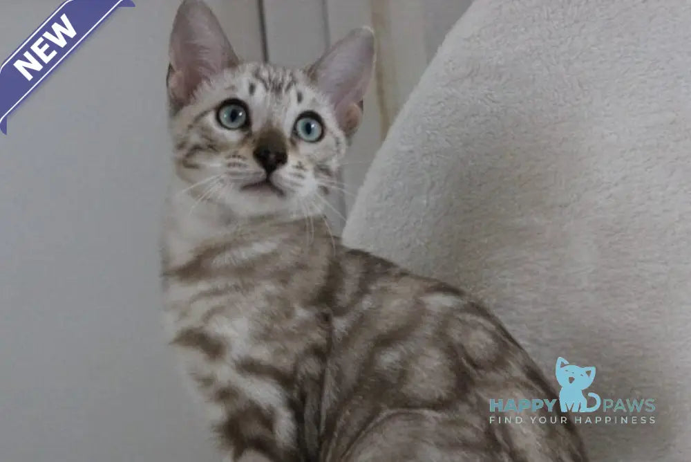 Vakula Bengal male black spotted tabby pointed live animals