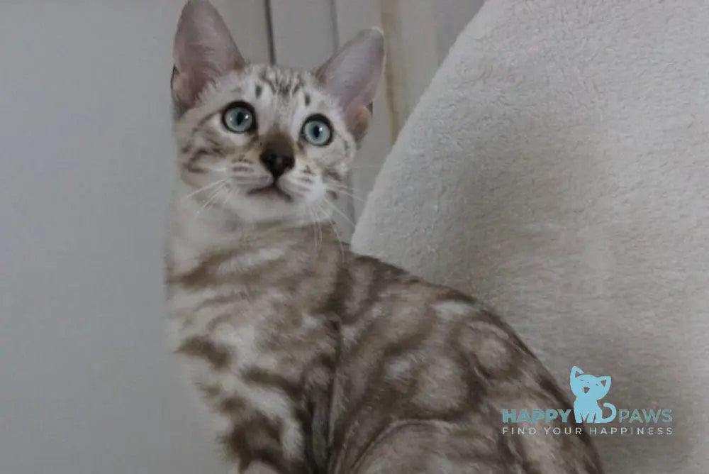 Vakula Bengal male black spotted tabby pointed live animals