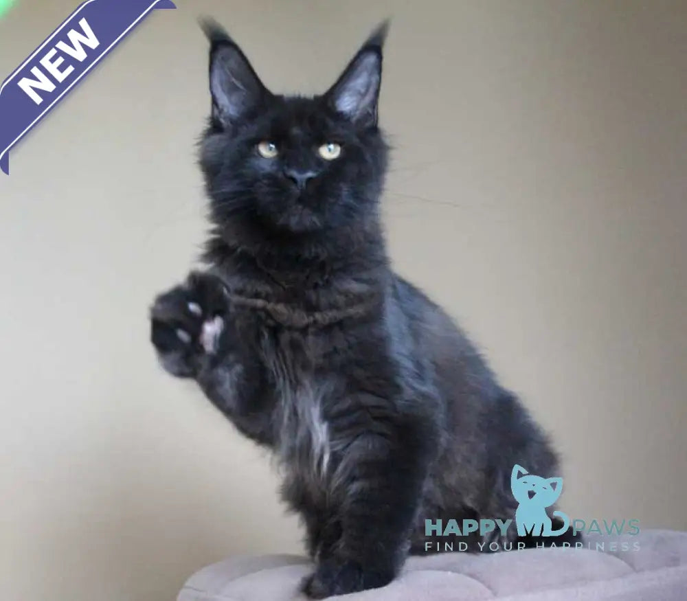 Valday Maine Coon male black silver live animals