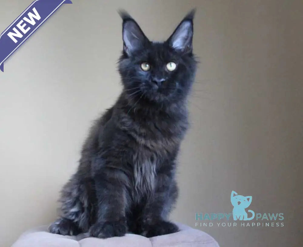 Valday Maine Coon male black silver live animals