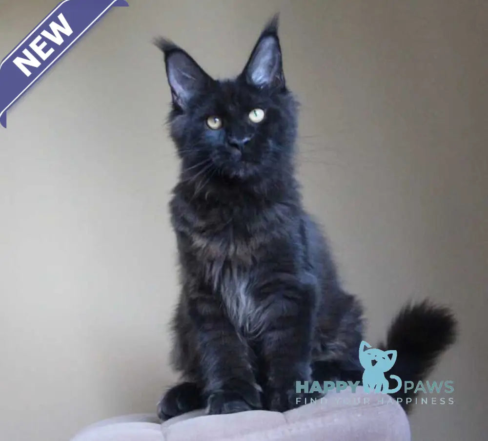 Valday Maine Coon male black silver live animals