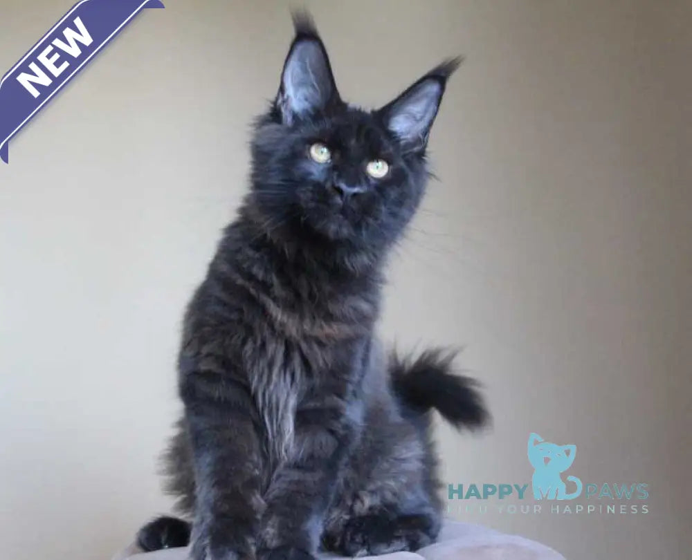 Valday Maine Coon male black silver live animals