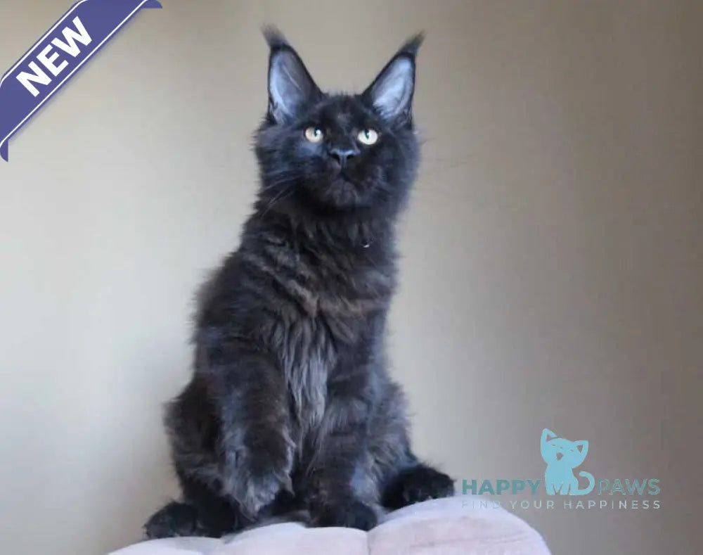 Valday Maine Coon male black silver live animals