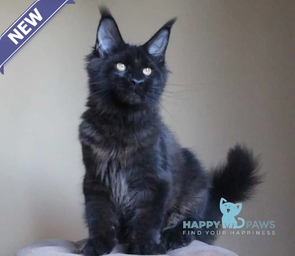 Valday Maine Coon male black silver live animals