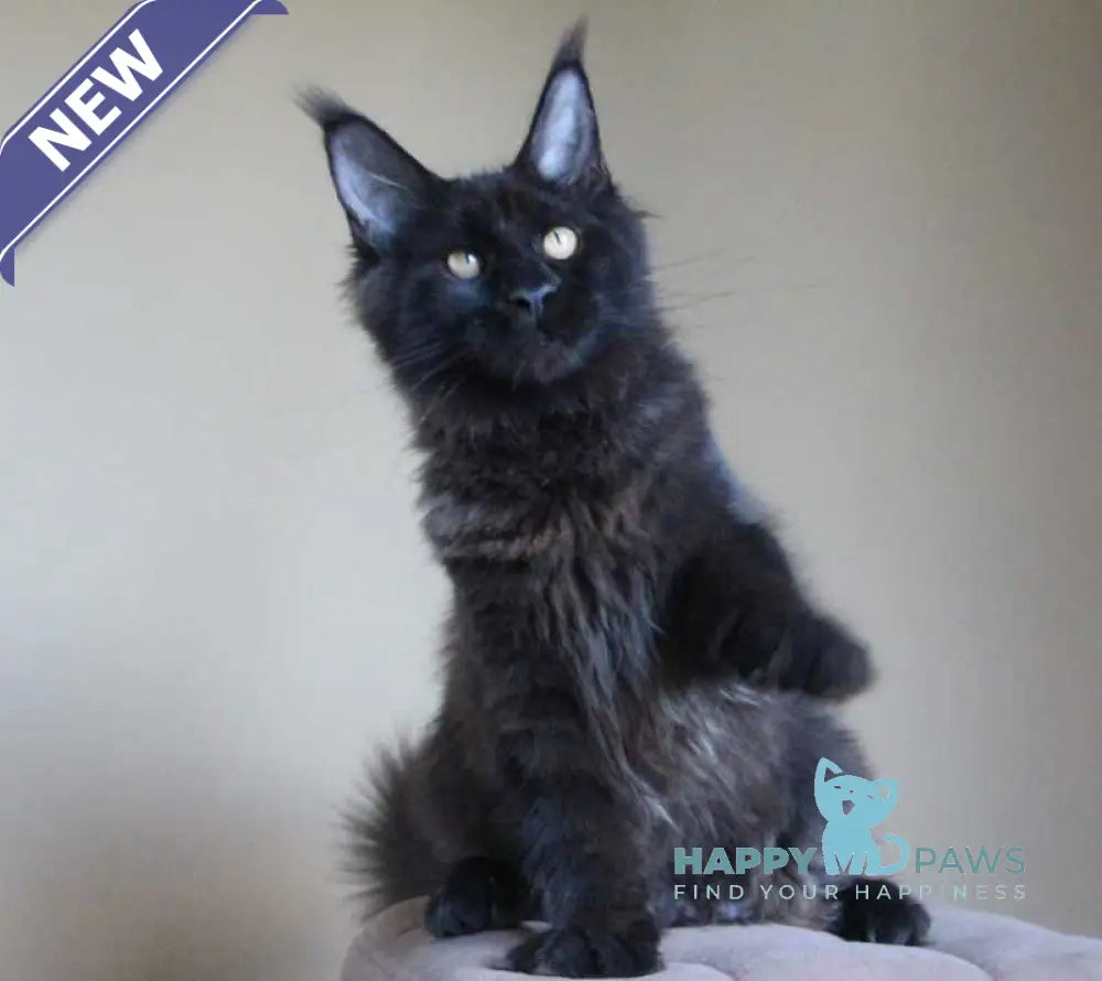 Valday Maine Coon male black silver live animals