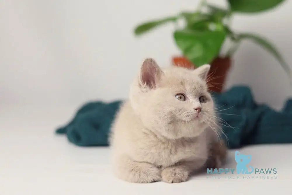 Valdemar British Shorthair male fawn live animals