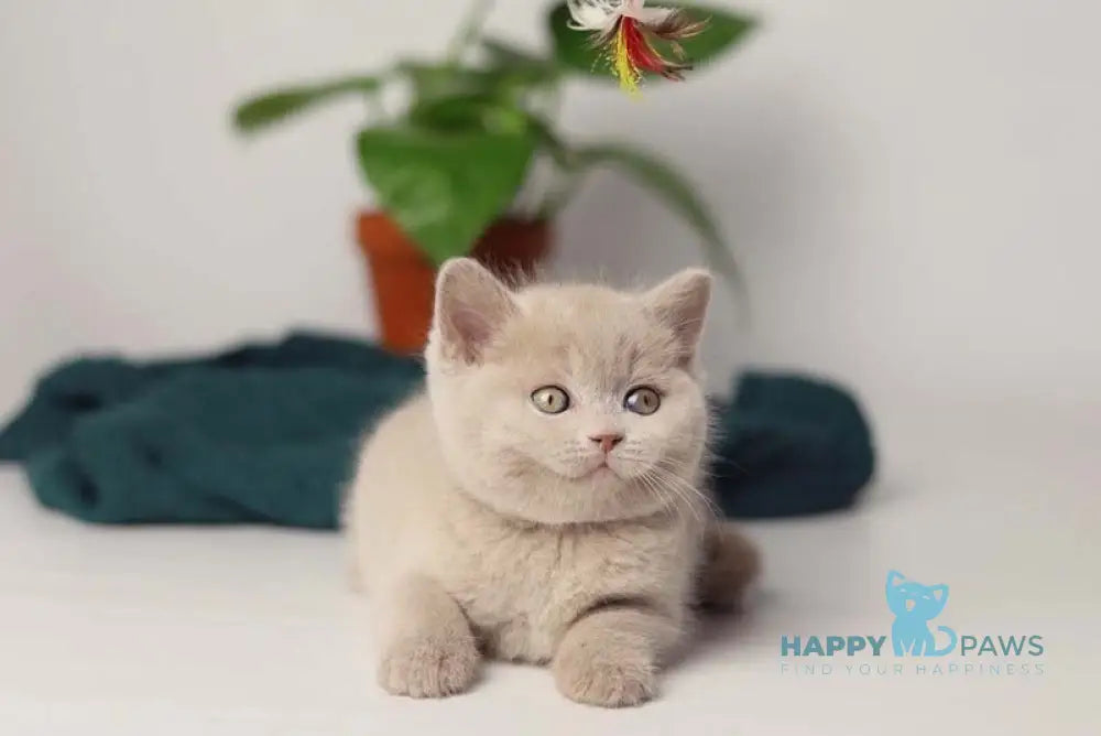 Valdemar British Shorthair male fawn live animals