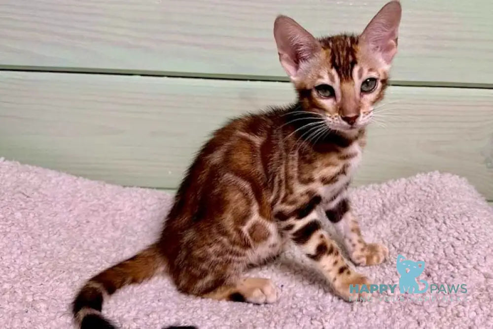 Valencia Bengal Female Black Spotted Tabby Live Animals